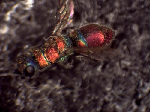 Chrysis cortii